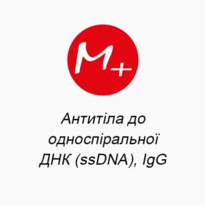 Antibodies to single-stranded DNA (ssDNA), IgG