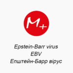 Epstein-Barr virus (EBV)