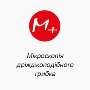 Микроскопия дрожжеподобного грибка