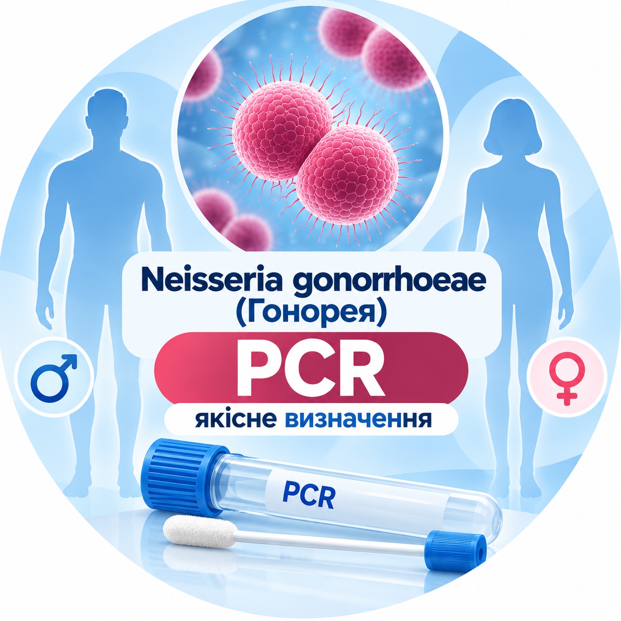 Gonorrhea — qualitative PCR Neisseria gonorrhoeae Neisseria gonorrhoeae — qualitative PCR detection