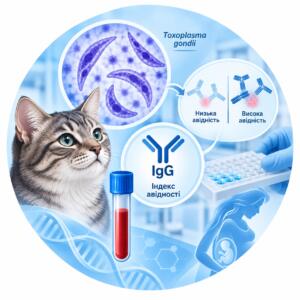 Toxoplasma gondii — IgG antibody avidity index