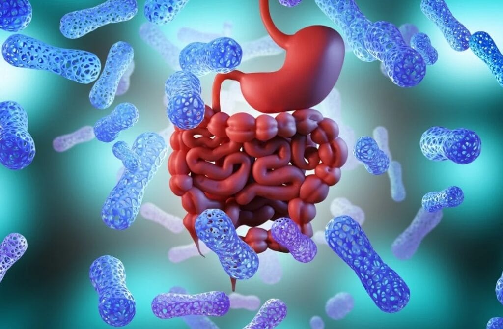Schematic representation of the intestinal barrier and epithelial cells