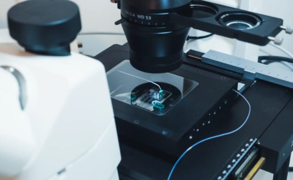 Image of cells under a digital microscope