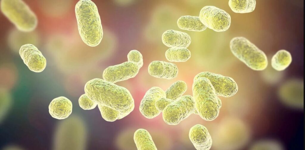 Skin microbiome under the microscope – bacteria and epidermal cells
