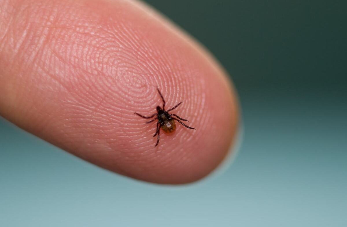 сезон кліщів в Україні як захиститися від укусу кліща
