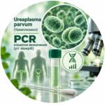 Ureaplasma parvum — quantitative PCR determination in/from scrapings